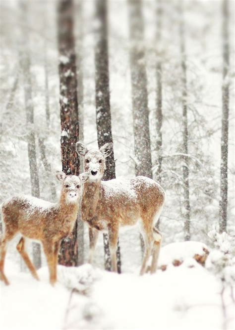 20 Adorable Photos Of Animals In Winter Snow Reckon Talk