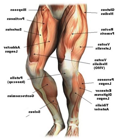 Leg Muscle Anatomy Chart Amulette