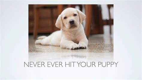 But dogs don't become aggressive without good reason, and most dogs express aggression because they find themselves in a stressful situation. Puppy Training Tips How Can I Stop Puppy Biting And ...