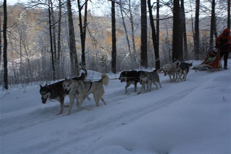 Siberian Husky Dog Sleddingsledging Group Activity In Vilnius Lithuania