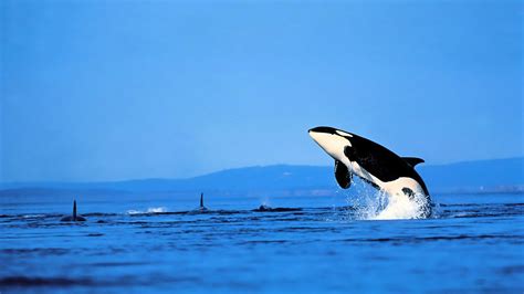 23 Orca Hd Wallpapers Background Images Wallpaper Abyss