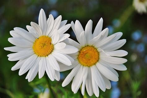 Marguerite Marguerites Floraux · Photo Gratuite Sur Pixabay
