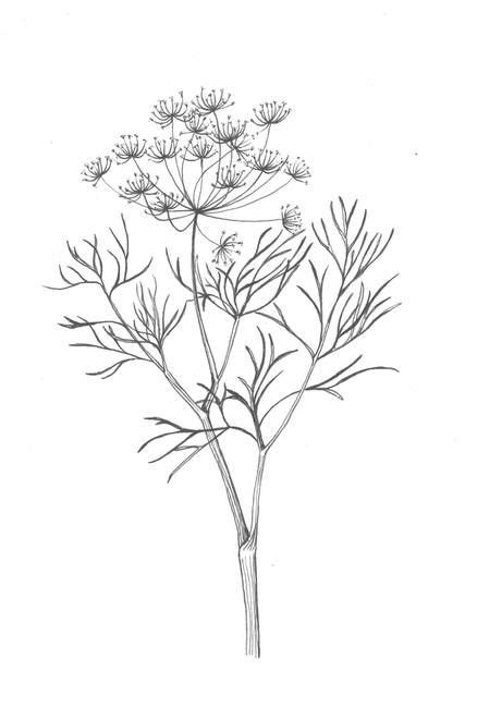 I can draw anything you want. "dill" | Floral drawing, Flower tattoo drawings, Ink pen ...