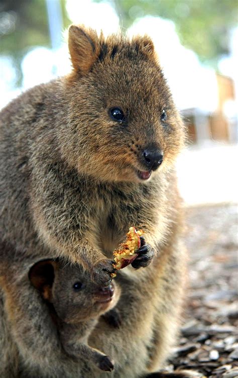 Baby Quokkas Will Live In The Safety Of Their Mothers