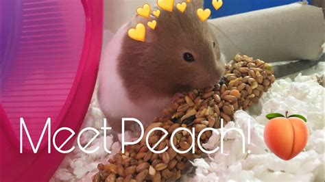 Getting A Hamster Meet Peach 🍑 Youtube