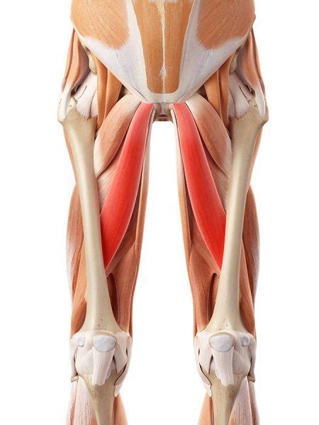 Groin Muscle Strain Groin Muscle Injury Treatment Physio Pretoria