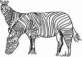 Zebra Coloring Zebras Template Animals Animal Templates sketch template