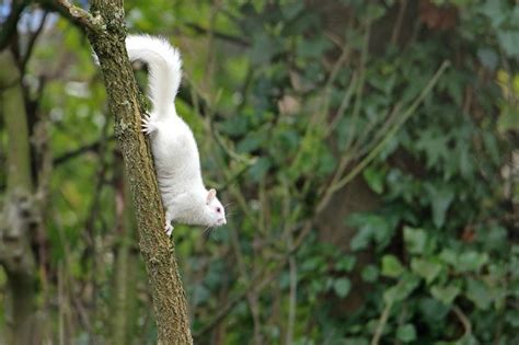 Super Rare Albino Squirrel Spotted In Lincolnshire Lincolnshire Live