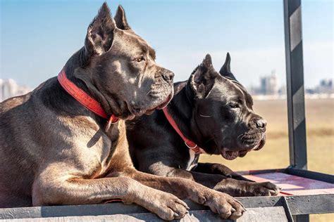 Cane Corso Dog Breed Information And Characteristics
