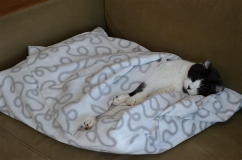 Hugging Trees And Shelling Peas 348 Diy Cat Bed For Home And Travel