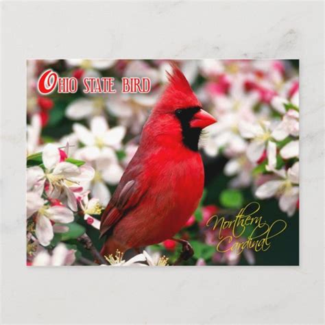 Ohio State Bird Northern Cardinal Postcard