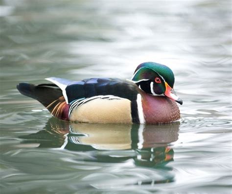 Wood Duck Facts For Kids