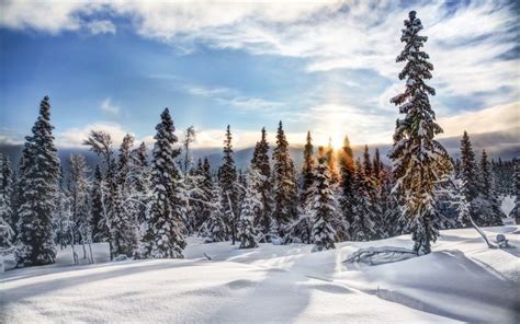 Download Wallpapers Norway Winter Trysil Forest Fir Tree
