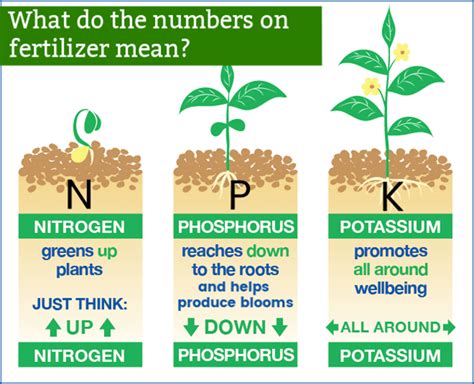 10 10 10 Fertilizer What Is It And How To Use It For Your Plants