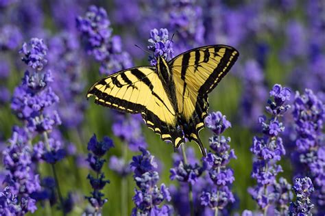 ‘very Active Yellow Butterfly Boom In Washington State