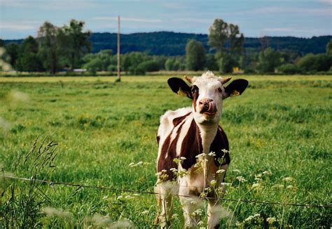 Cow Farm Meadow · Free Photo On Pixabay