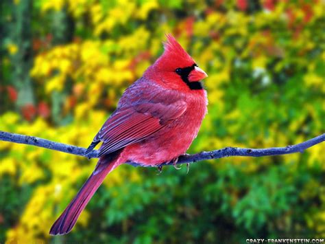 Red Bird Wallpaper Wallpapersafari