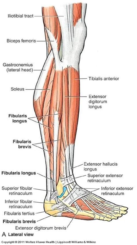 Lateral View Of Leg Muscles Anatomy