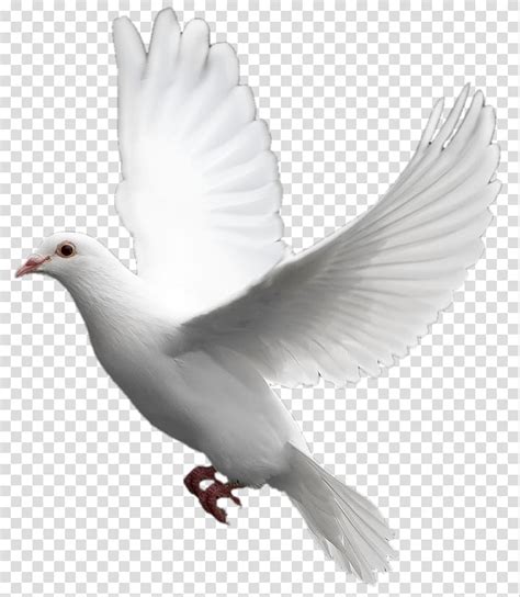 Free Download White Dove Domestic Pigeon Columbidae Bird White