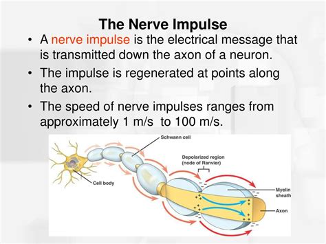 Ppt Chapter 2 Nerve Cells And Nerve Impulses Powerpoint Presentation