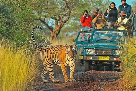 Tripadvisor Explore A Vida Selvagem Ranthambore Canter Safari Indian