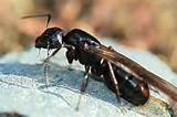 Carpenter Ants Queen Picture