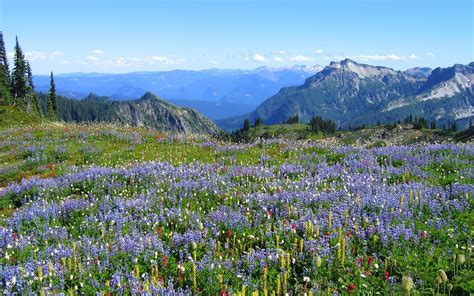 Flowers By The Mountains In The Springtime Spring Photo 13476924