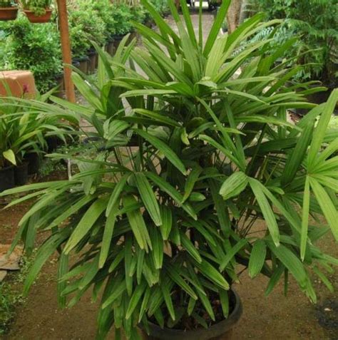 Tropical plants are some of the prettiest indoor plants, and they're easy houseplants too. MayFlowers Nursery - The Real Plant Paradise | Plants ...