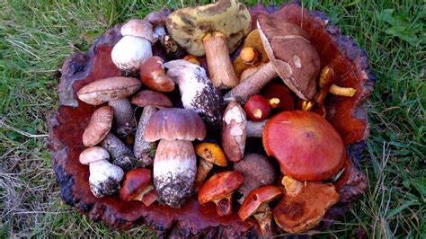 Boletes Galloway Wild Foods