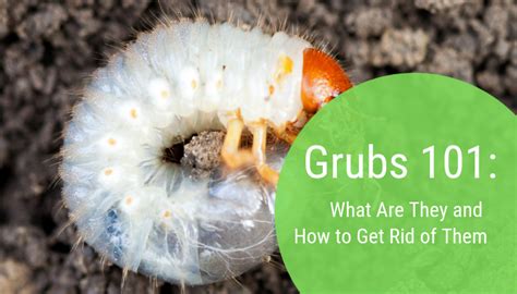 Grubs 101 What Are They And How To Get Rid Of Them Tandb Landscaping