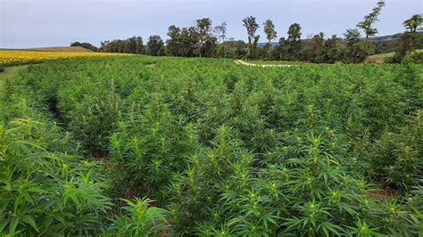 lessons from a complete hemp harvest cannabis business times