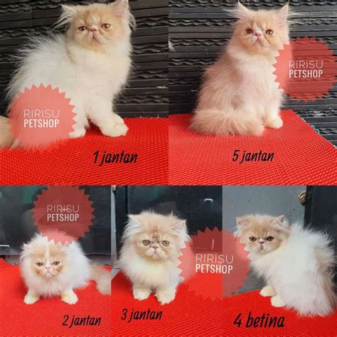 Kucing Persia Peaknose Longhair Sudah Vaksin Hewan Peliharaan