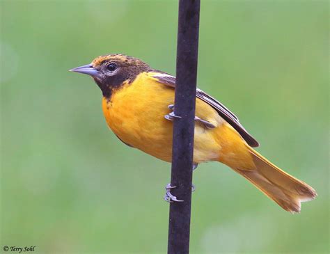 Baltimore Oriole South Dakota Birds And Birding