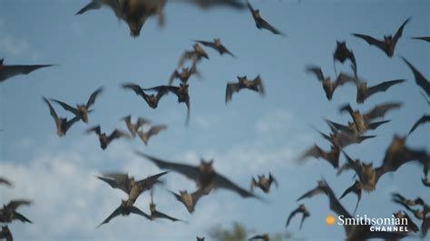 Why Bats Are Better Than Humans At Dealing With Viruses Smithsonian Magazine