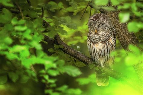 Sleeping Owl Photograph By Don Champlin Fine Art America