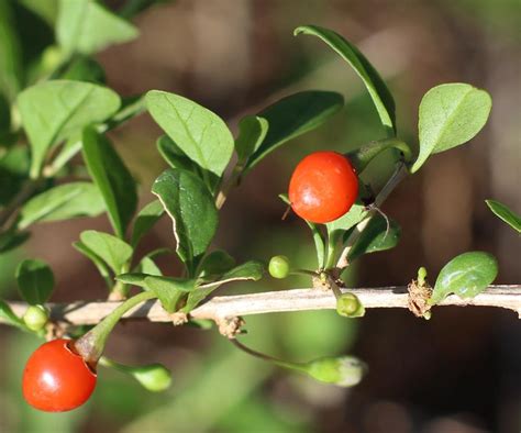 The revisions to this import alert dated ***02/13/2018 clarifies the scope of the alert, which includes both human and animal foods and provides instructions to assist in the use of this import alert for animal food products. Goji Berry, a Xeriscapic, Easy To Grow and Good for You ...