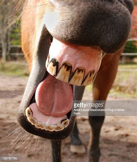 Horse Yawning Photos And Premium High Res Pictures Getty Images