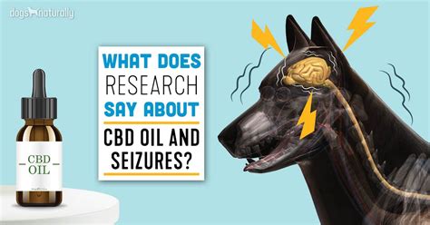 Let us take a look at some of the best dog food for seizures. CBD Oil For Seizures In Dogs