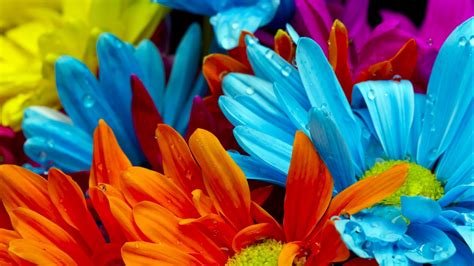 🥇 Nature Multicolor Flowers Wallpaper 121836