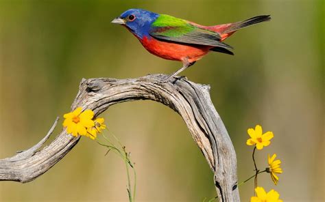 Beautiful Birds Wallpapers Hd Cute Colorful Bird 1600x1000 Download Hd Wallpaper