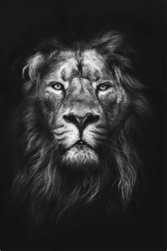 Lion Posters And Prints Uk