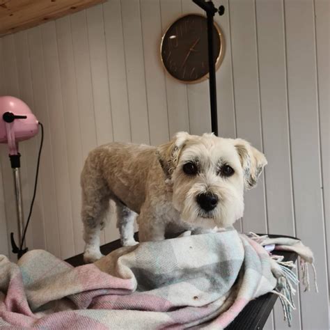 Maybe you would like to learn more about one of these? Tails & Trails Dog Grooming Peterborough... - Tails & Trails Dog Grooming Peterborough | Facebook