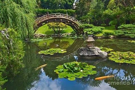 Zen Japanese Garden With Moon Bridge And Lotus Pond With Koi Fish