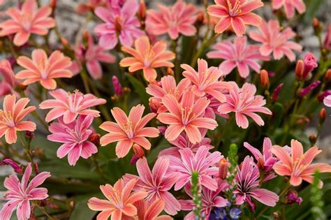 10 Alpines To Grow Alpine Plants Rock Garden Plants Alpine Flowers