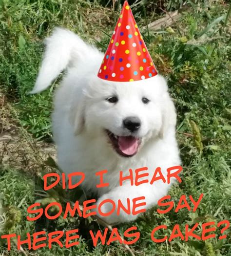 Your happy birthday puppies stock images are ready. Happy Birthday Puppies - Part 2 | Rolling E Ranch
