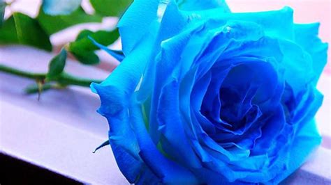 Black And Blue Rose Wallpapers Top Free Black And Blue Rose