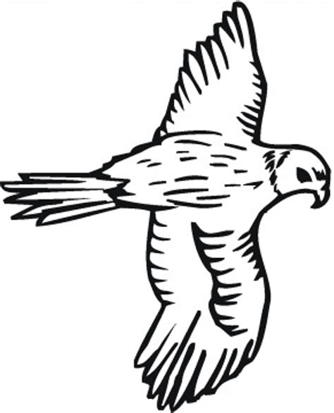 Falcon Coloring Pages Bird Peregrine Drawing Diving Printable Kids Hawk