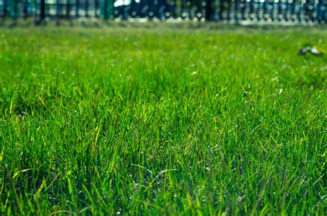 Free Images Plant Lawn Meadow Prairie Sunlight Flower Green Crop Lush Pasture Park