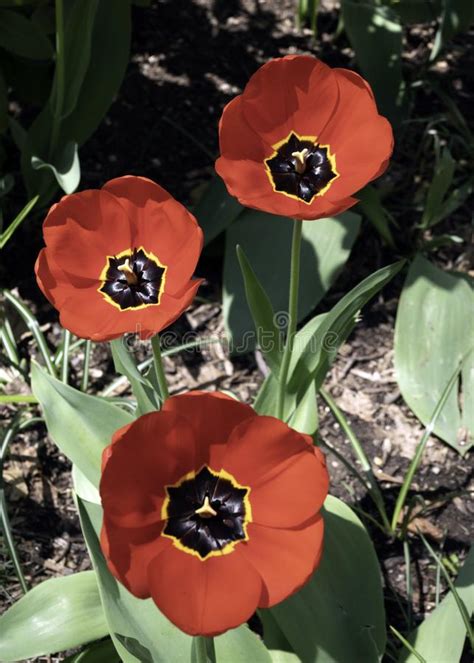 Spotlight On Garden Red Stock Image Image Of Springtime 116751311
