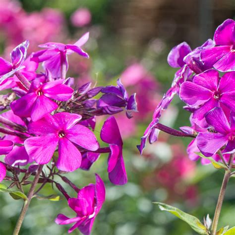 Szkółka Bylin Dobrepole Phlox paniculata Nicky płomyk wiechowaty